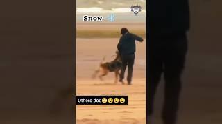 my dog vs others dog shihtzu dog funny troll it's snow time SS1 #snownjk #vonjk#vonjkshorts #shihtzu