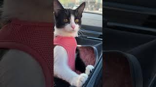 I’m Oreo I love travel #cats #cute #catshorts