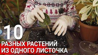 10 разных растений из одного листочка