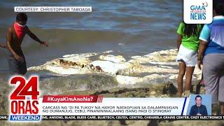 Carcass ng 'di pa tukoy na hayop, natagpuan sa dalampasigan ng Dumanjug, Cebu;... | 24 Oras Weekend