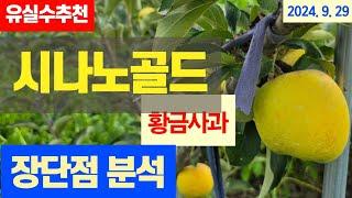 유실수 추천 - 시나노골드, 장단점 분석 #황금사과 #노란사과