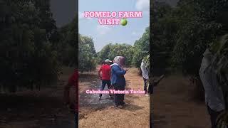 Pomelo mini Farm