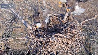 Kansas Eagles 12-23-24.  Harvey & Ellie Bring in Lumber & Fluff; + Food Gift; + Gunfire Spooks Both.