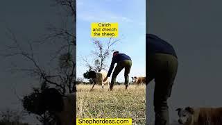 TREATING MY SHEEP FOR BLOAT.  | Sheep Farming in the USA for Beginners