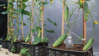 Growing cucumbers with ripe bananas - Lots of flowers - Big fruits