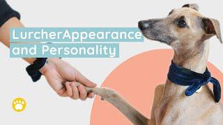 Lurcher Appearance and Personality