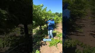 𝙥𝙤𝙙𝙖𝙣𝙙𝙤 𝙫𝙞ñ𝙖𝙨 𝙙𝙚 𝙪𝙫𝙖𝙨 #inmigrantes #sueñoamericano #campesinos #farming #oxnard #agricultura