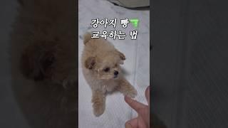 강아지 빵 교육법