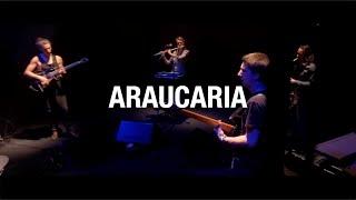 Ibex Walia-Araucaria