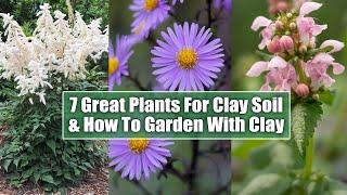 7 Perennials That Thrive In Clay & How To Garden In Clay Soils