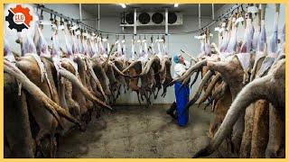 Millions Kangaroo Harvesting in Australia - Kangaroo Meat Processing in Factory - CLG Machines