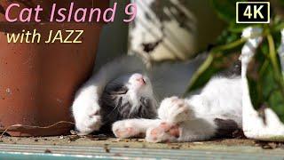 【猫×ジャズ 9th】癒しの猫島 子猫の季節 猫歩き2時間 Cat Island in JAPAN  with JAZZ. Japan’s cat island is paradise