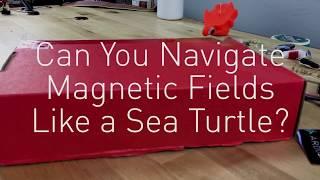 Sciencey - Sea Turtles and Magnetic Fields - Because Learning!