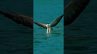 Aerial Predators The ultimate Fishing machines#shorts #viral #trending #fishing #predator