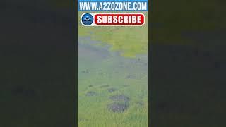 Algae Control: Aquaponic Ozone Generator Application #ozonegenerator #ozone #a2zozone #a2z