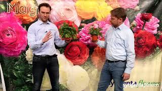 Syngenta Flowers - Ranunculus assortment overview