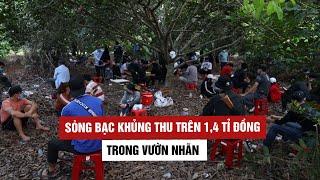 Cận cảnh bắt sòng bạc khủng thu trên 1,44 tỉ đồng trong vườn nhãn heo hút