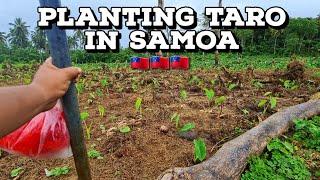 PLANTING TIAPULA FROM TARO WE HARVESTED DURING THE WEEK | TARO | SAMOA 