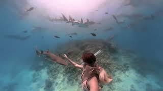 Azul Freediving: Shark Airport