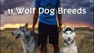 11 Wolf dogs (Wolf hybrid dog breeds)