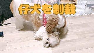 【シーズー】やっぱり先住犬は強かった⁉️仔犬も負けない