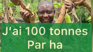 comment faire 100 tonnes à l'hectare sur la culture du manioc : choix de la variété !