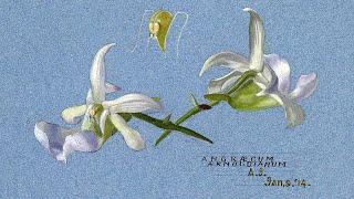 Drawn from Nature: Irish Botanic Art