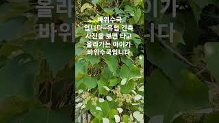 산림청전국아름다운정원선정#계곡이있는정원#타샤튜더정원을꿈꾸면서