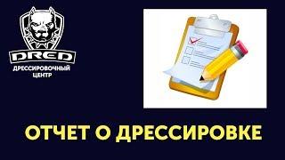 Отчет по дрессировке собак в центре | Дрессировка собак Буча Ирпень