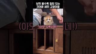 "아오! 집사녀석!" 보면 볼수록 힐링 되는 귀여운 고양이들