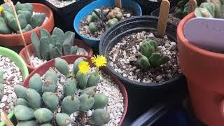 Conophytum During Summer Months