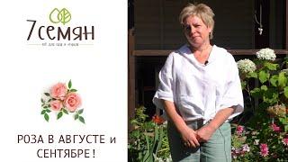 РОЗЫ ОСЕНЬЮ: ЧЕМ ПОДКОРМИТЬ И КАК ПРАВИЛЬНО УХАЖИВАТЬ!