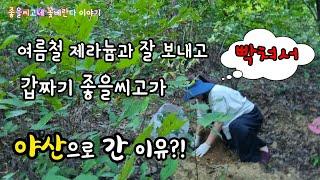 #pelargonium 여름철 #제라늄과 잘 보내고 좋을씨고가 야산으로 간 이유?!