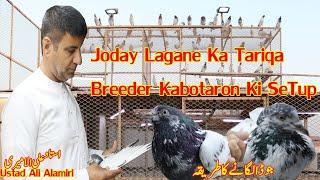 Joda Lagane Ka Tariqa|Breeder Kabotaron Ki Setup|Ustad Ali Alamiri|Breeding Tips|Informative Videos