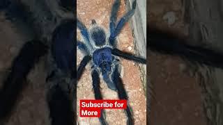 Blue spider #shorts #shortsfeed #shortsvideo #blue