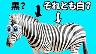 シマウマの地肌は黒色？動物のおもしろい事実17選