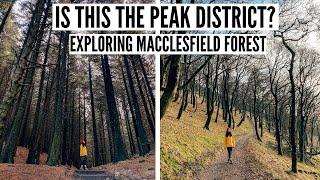 Discovering an Ancient Pine Forest...in the Peak District?! | Macclesfield Forest, Cheshire