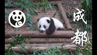 飞去成都参观大熊猫繁育研究基地 Visit Chengdu Research Base of Giant Panda Breeding