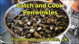 #22 Catch and Cook Periwinkles (sea snail) / Porthcawl Wales UK