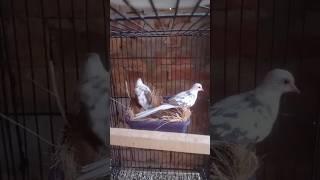 White peid Dove pair #white #dove #viral #sarfaraztaimoor