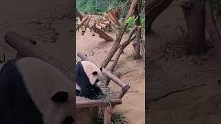 세상에  후이바오 는 식탁에서 엄마 때문에 떨어졌어요   #루이바오 #후이바오 #푸바오