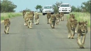 Kruger Park's Largest Lion Pride Ever Walking in Road