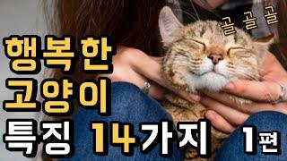 행복한 고양이 특징 14가지  [1편]