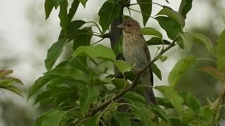 Immature rosefinch singing Hrajna 17 06 2019 by DzVincheuski