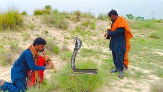 Sajjad jogi and fiaz jogi mall is catching back cobra naag in forest  snake video ! King cobra