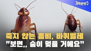 죽지 않는 좀비, 바퀴벌레 "보면.. 숨이 멎을 거예요" #바퀴벌레#좀비#바퀴벌레가 머리가 잘려도