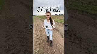 Rice looks like WHAT?! #rice #farming #farm #ricefield