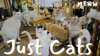 Do you LOVE Cats? You have to see this!