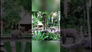 Vlog coming on Saturday |World 's Best Zoo part 1|#YouTube shorts # shorts |