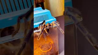 The beautiful tarantula Monocentropus balfouri goes for a walk ️  #spider #tarantula #shorts